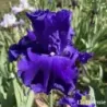 IRIS ALL ABOUT BLUE - L'iriseraie - KUTTOLSHEIM ALSACE FRANCE