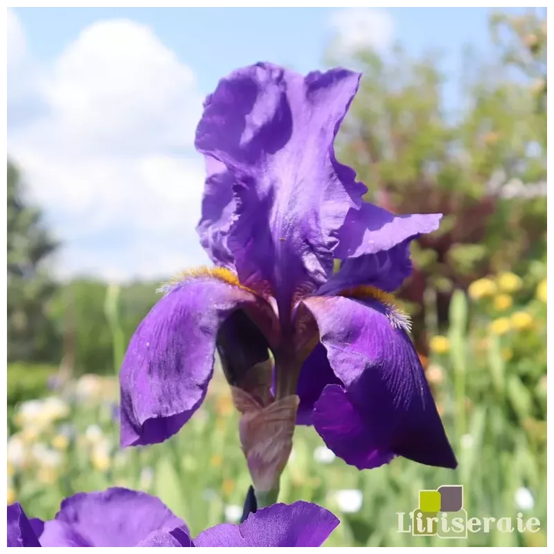 IRIS ALLEGIANCE - L'iriseraie - KUTTOLSHEIM ALSACE FRANCE