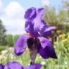 IRIS ALLEGIANCE - L'iriseraie - KUTTOLSHEIM ALSACE FRANCE