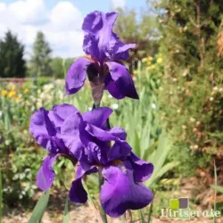 IRIS ALLEGIANCE - L'iriseraie - KUTTOLSHEIM ALSACE FRANCE