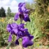 IRIS ALLEGIANCE - L'iriseraie - KUTTOLSHEIM ALSACE FRANCE