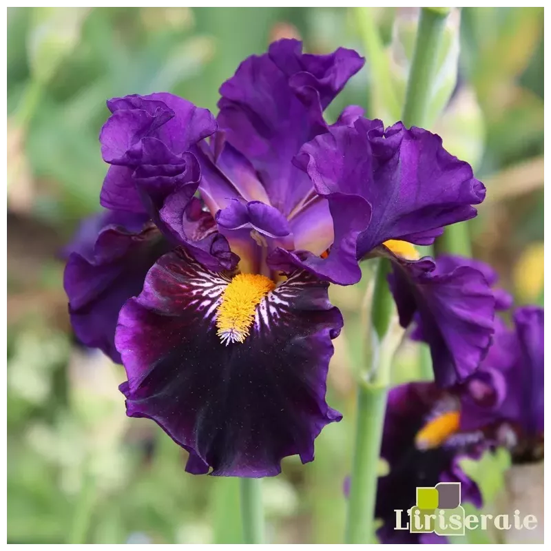 IRIS ARE YOU CRAZY - L'iriseraie - KUTTOLSHEIM ALSACE FRANCE