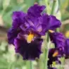 IRIS ARE YOU CRAZY - L'iriseraie - KUTTOLSHEIM ALSACE FRANCE