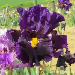 IRIS ARE YOU CRAZY - L'iriseraie - KUTTOLSHEIM ALSACE FRANCE