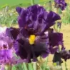 IRIS ARE YOU CRAZY - L'iriseraie - KUTTOLSHEIM ALSACE FRANCE