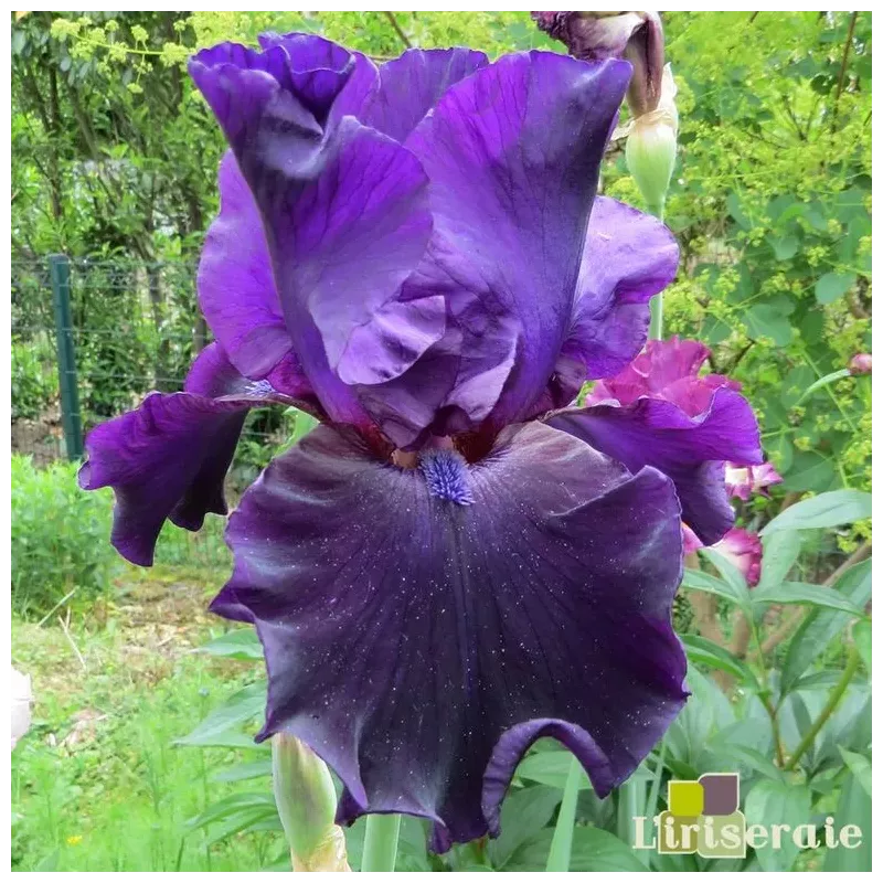 IRIS BAR DE NUIT - L'iriseraie - KUTTOLSHEIM ALSACE FRANCE