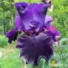 IRIS BAR DE NUIT - L'iriseraie - KUTTOLSHEIM ALSACE FRANCE