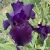 IRIS BAR DE NUIT - L'iriseraie - KUTTOLSHEIM ALSACE FRANCE