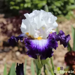 IRIS BARBE NOIRE - L'iriseraie - KUTTOLSHEIM ALSACE FRANCE