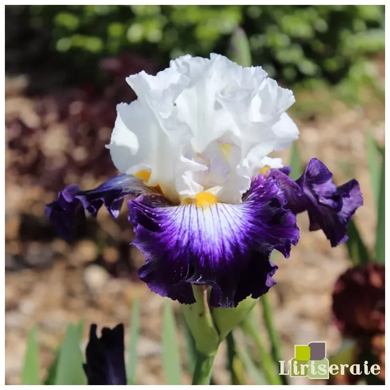 IRIS BARBE NOIRE - L'iriseraie - KUTTOLSHEIM ALSACE FRANCE