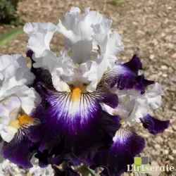 IRIS BARBE NOIRE - L'iriseraie - KUTTOLSHEIM ALSACE FRANCE