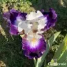 IRIS BARBE NOIRE - L'iriseraie - KUTTOLSHEIM ALSACE FRANCE