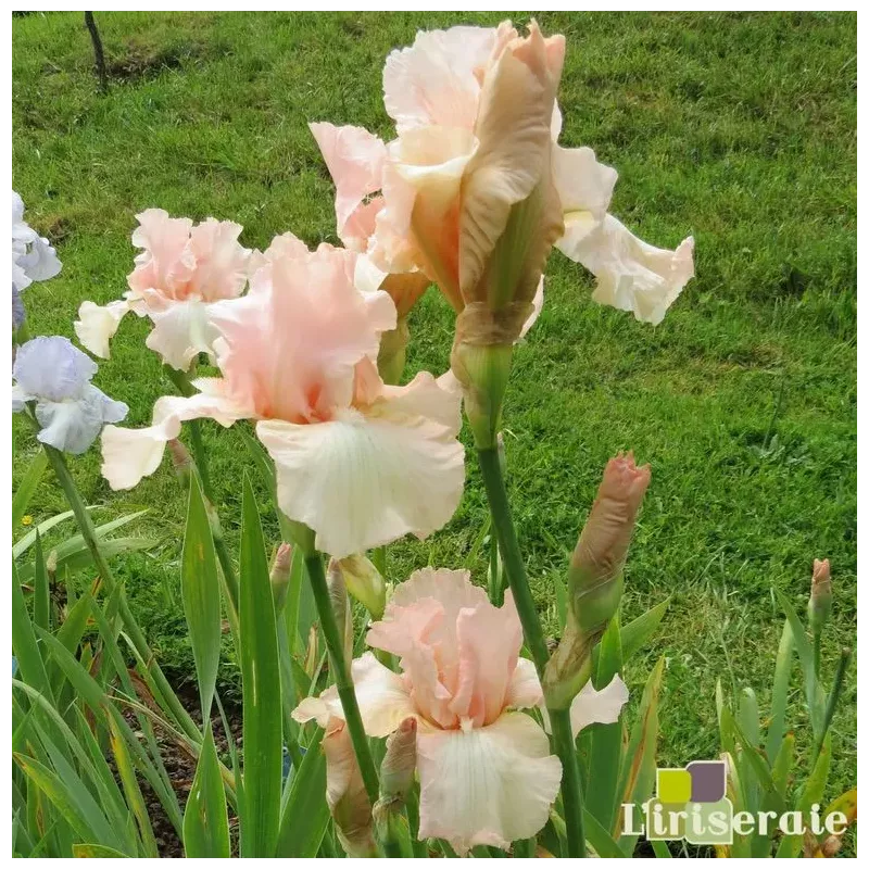 IRIS BEVERLY SILLS - L'iriseraie - KUTTOLSHEIM ALSACE FRANCE