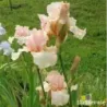 IRIS BEVERLY SILLS - L'iriseraie - KUTTOLSHEIM ALSACE FRANCE
