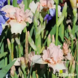 IRIS BEVERLY SILLS - L'iriseraie - KUTTOLSHEIM ALSACE FRANCE