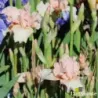 IRIS BEVERLY SILLS - L'iriseraie - KUTTOLSHEIM ALSACE FRANCE