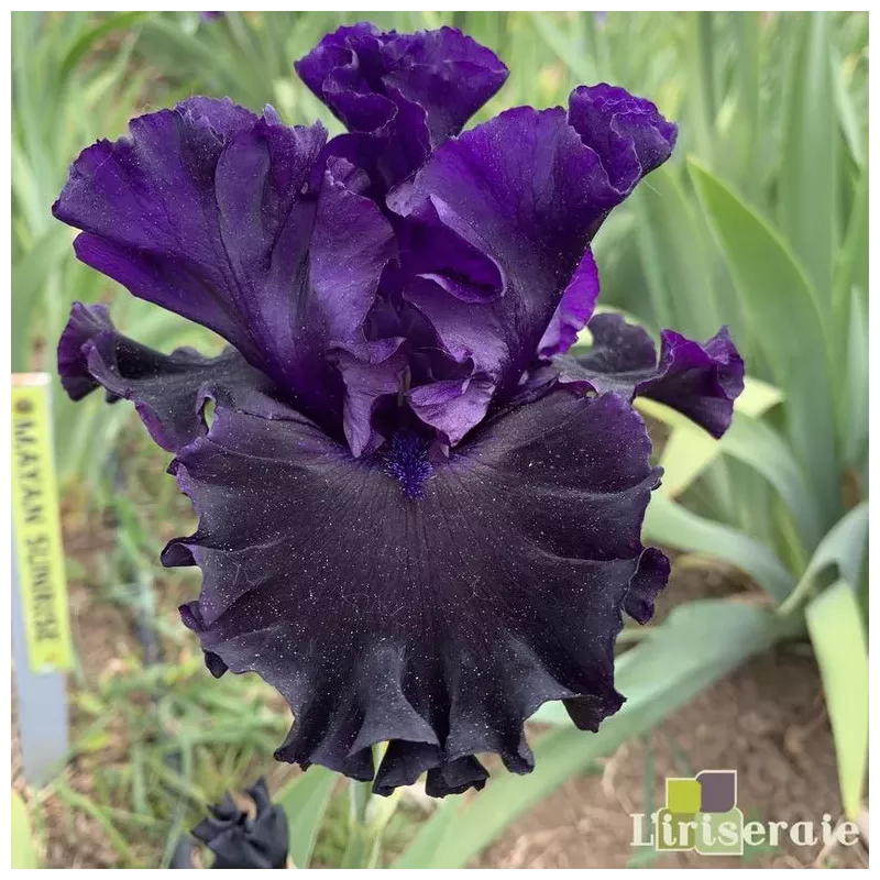 IRIS BLACK LIPSTICK - L'iriseraie - KUTTOLSHEIM ALSACE FRANCE IRIS BLACK LIPSTICK - L'iriseraie - KUTTOLSHEIM ALSACE FRANCE