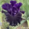 IRIS BLACK LIPSTICK - L'iriseraie - KUTTOLSHEIM ALSACE FRANCE