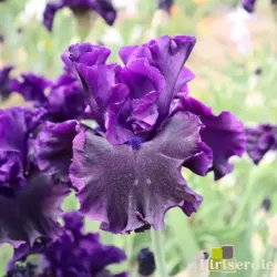 IRIS BLACK LIPSTICK - L'iriseraie - KUTTOLSHEIM ALSACE FRANCE