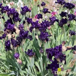 IRIS BLACK LIPSTICK - L'iriseraie - KUTTOLSHEIM ALSACE FRANCE