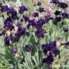 IRIS BLACK LIPSTICK - L'iriseraie - KUTTOLSHEIM ALSACE FRANCE