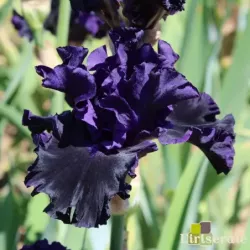 IRIS BLACK LIPSTICK - L'iriseraie - KUTTOLSHEIM ALSACE FRANCE