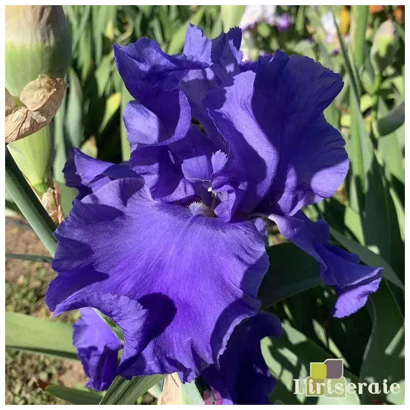 IRIS BLUE TEMPTATION - L'iriseraie - KUTTOLSHEIM ALSACE FRANCE