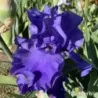 IRIS BLUE TEMPTATION - L'iriseraie - KUTTOLSHEIM ALSACE FRANCE