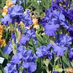 IRIS BLUE TEMPTATION - L'iriseraie - KUTTOLSHEIM ALSACE FRANCE