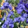 IRIS BLUE TEMPTATION - L'iriseraie - KUTTOLSHEIM ALSACE FRANCE