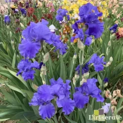IRIS BLUE TEMPTATION - L'iriseraie - KUTTOLSHEIM ALSACE FRANCE