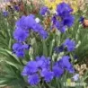 IRIS BLUE TEMPTATION - L'iriseraie - KUTTOLSHEIM ALSACE FRANCE