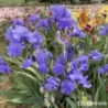 IRIS BLUE TEMPTATION - L'iriseraie - KUTTOLSHEIM ALSACE FRANCE
