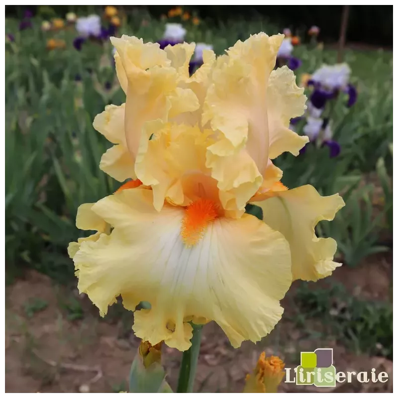 IRIS BODY AND SOUL - L'iriseraie - KUTTOLSHEIM ALSACE FRANCE IRIS BODY AND SOUL - L'iriseraie - KUTTOLSHEIM ALSACE FRANCE