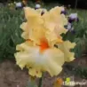 IRIS BODY AND SOUL - L'iriseraie - KUTTOLSHEIM ALSACE FRANCE