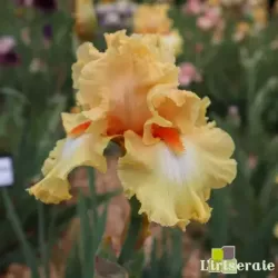 IRIS BODY AND SOUL - L'iriseraie - KUTTOLSHEIM ALSACE FRANCE