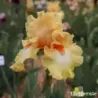 IRIS BODY AND SOUL - L'iriseraie - KUTTOLSHEIM ALSACE FRANCE