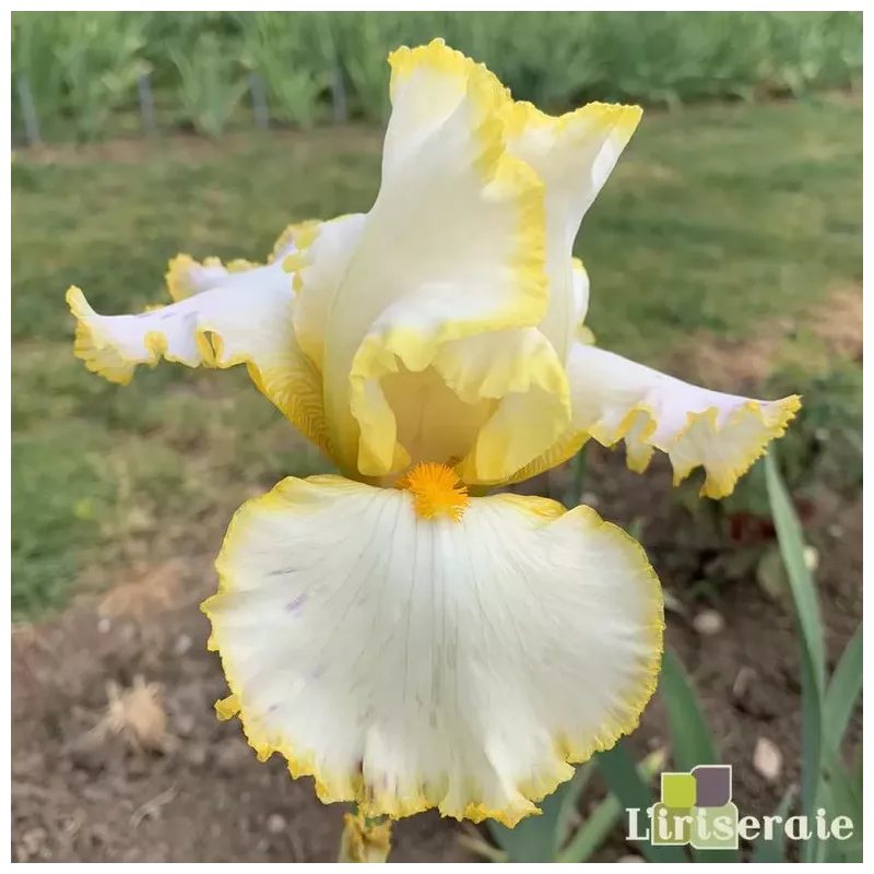 IRIS BRIDE'S HALO - L'iriseraie - KUTTOLSHEIM ALSACE FRANCE