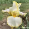 IRIS BRIDE'S HALO - L'iriseraie - KUTTOLSHEIM ALSACE FRANCE