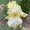 IRIS BRIDE'S HALO - L'iriseraie - KUTTOLSHEIM ALSACE FRANCE