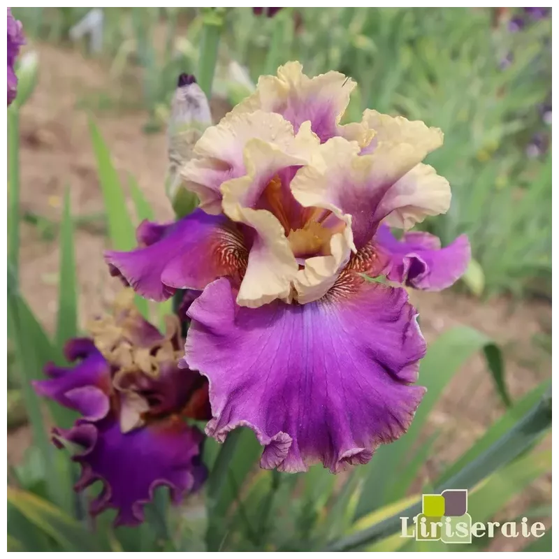 IRIS CAFE D'AMOUR - L'iriseraie - KUTTOLSHEIM ALSACE FRANCE