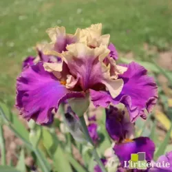 IRIS CAFE D'AMOUR - L'iriseraie - KUTTOLSHEIM ALSACE FRANCE