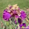 IRIS CAFE D'AMOUR - L'iriseraie - KUTTOLSHEIM ALSACE FRANCE
