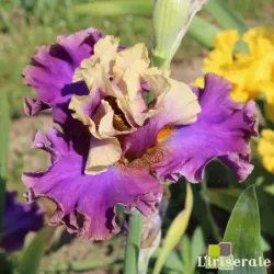 IRIS CAFE D'AMOUR - L'iriseraie - KUTTOLSHEIM ALSACE FRANCE