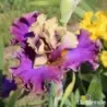 IRIS CAFE D'AMOUR - L'iriseraie - KUTTOLSHEIM ALSACE FRANCE
