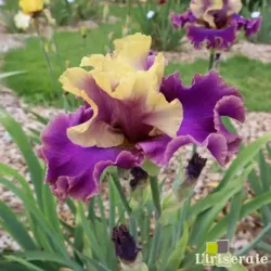 IRIS CAFE D'AMOUR - L'iriseraie - KUTTOLSHEIM ALSACE FRANCE