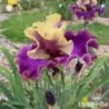 IRIS CAFE D'AMOUR - L'iriseraie - KUTTOLSHEIM ALSACE FRANCE