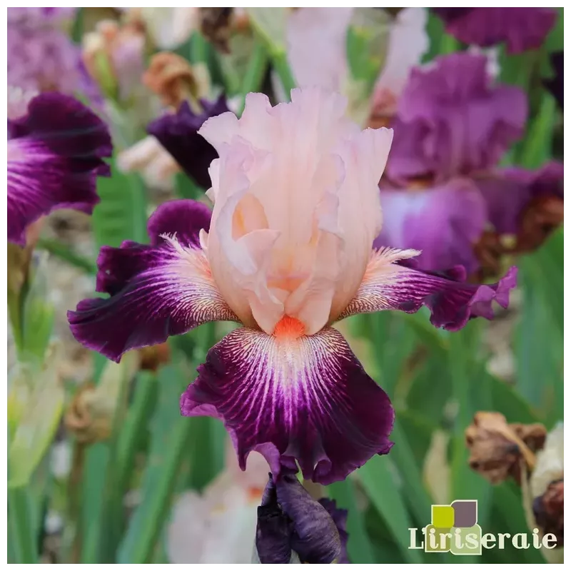 IRIS CAPE ROYALE - L'iriseraie - KUTTOLSHEIM ALSACE FRANCE