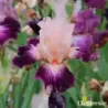 IRIS CAPE ROYALE - L'iriseraie - KUTTOLSHEIM ALSACE FRANCE