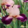 IRIS CAPE ROYALE - L'iriseraie - KUTTOLSHEIM ALSACE FRANCE